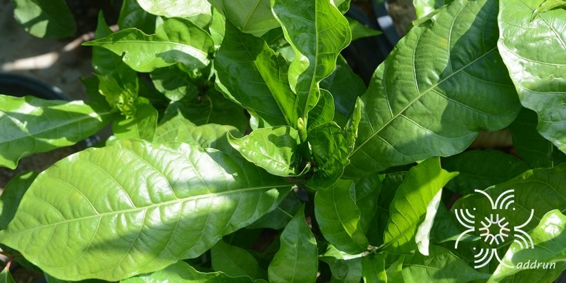 พุดแอฟริกา Gardenia nitida Hook.