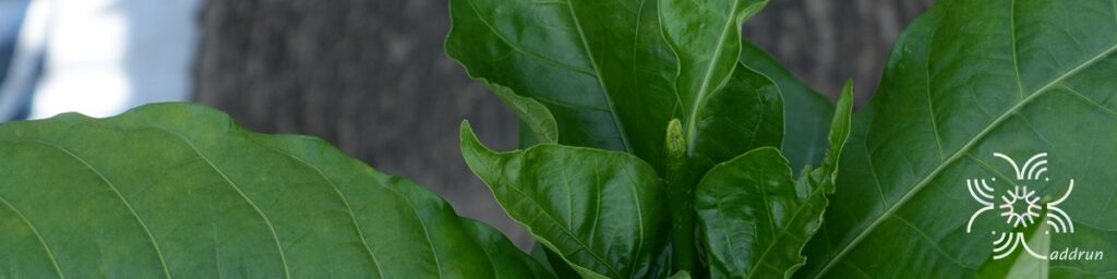 พุดแอฟริกา Gardenia nitida Hook.