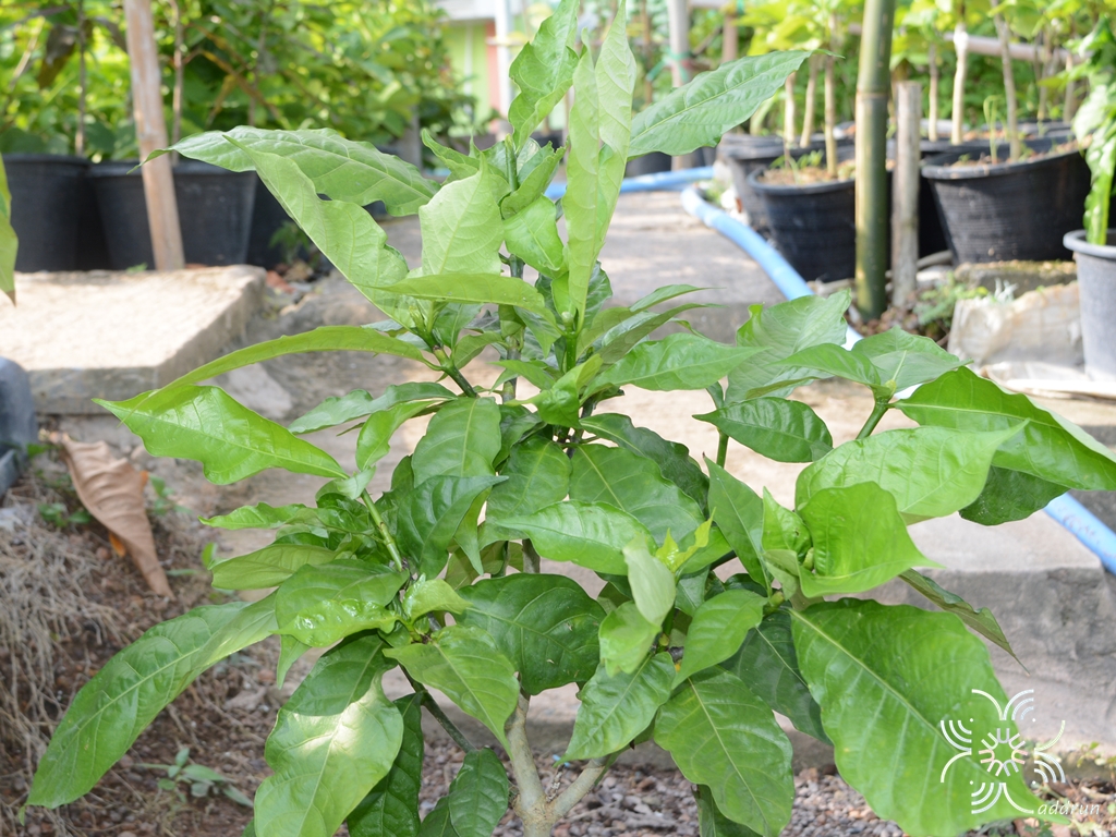 พุดแอฟริกา Gardenia nitida Hook.