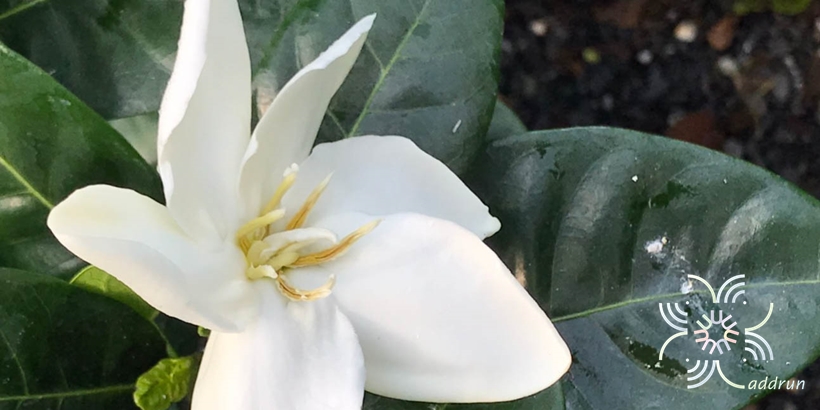 พุดแสงอุษา Gardenia taitensis DC.