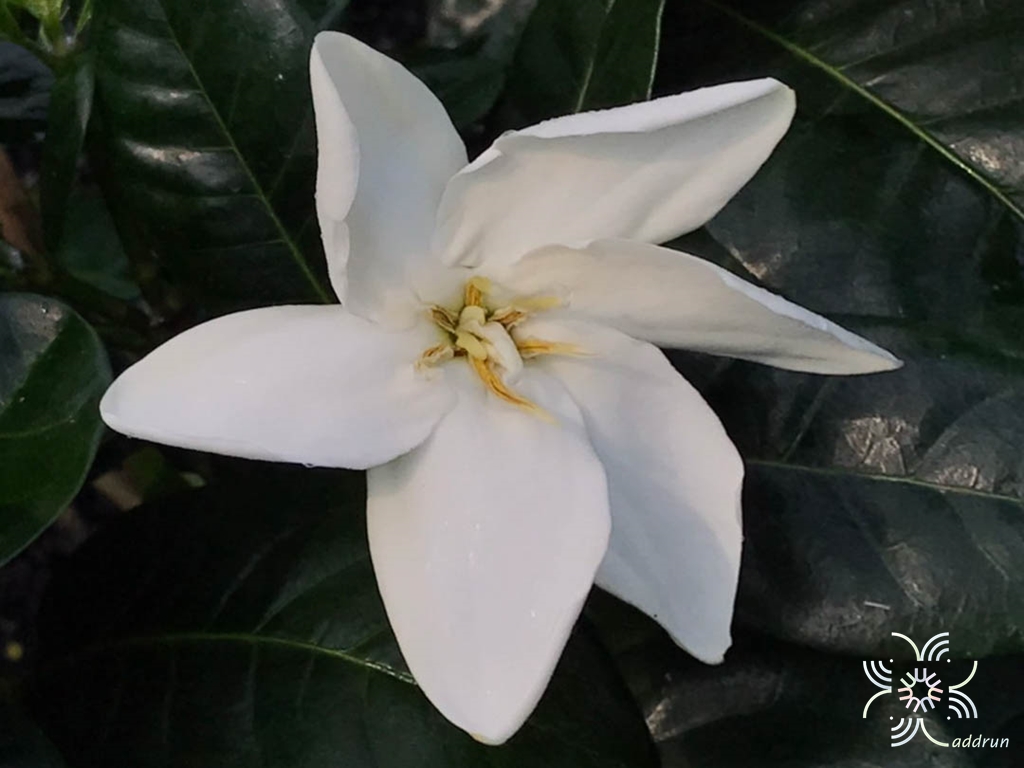พุดแสงอุษา Gardenia taitensis DC.