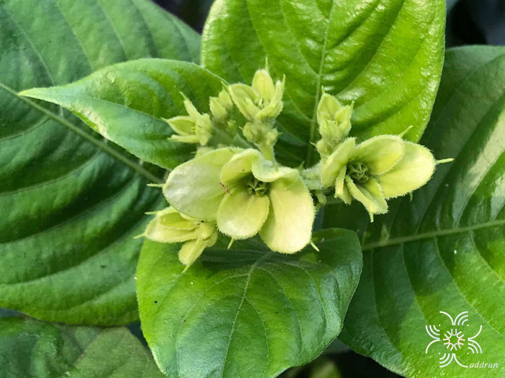 พุดแสงอุษา Gardenia taitensis DC.