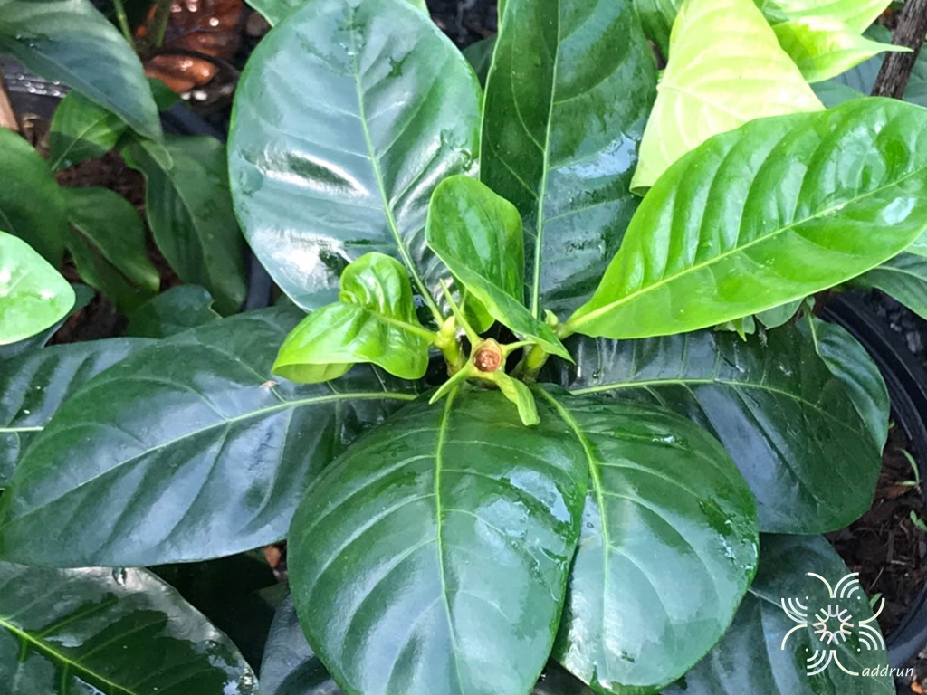 พุดแสงอุษา Gardenia taitensis DC.