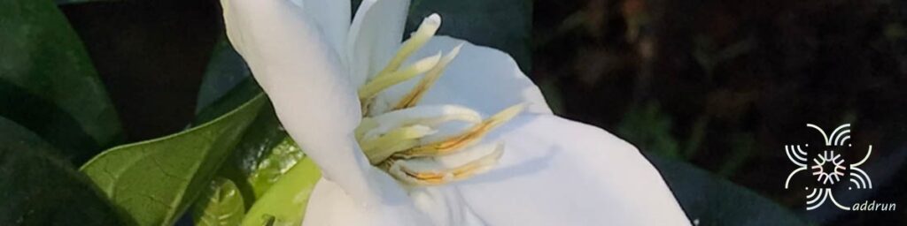 พุดแสงอุษา Gardenia taitensis DC.