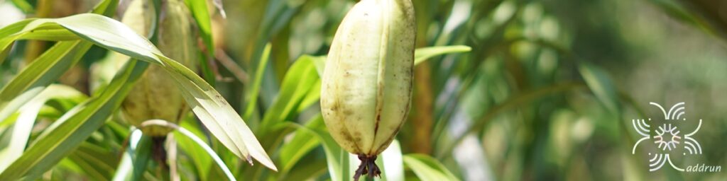 ว่านเพชรหึง Grammatophyllum speciosum Blume