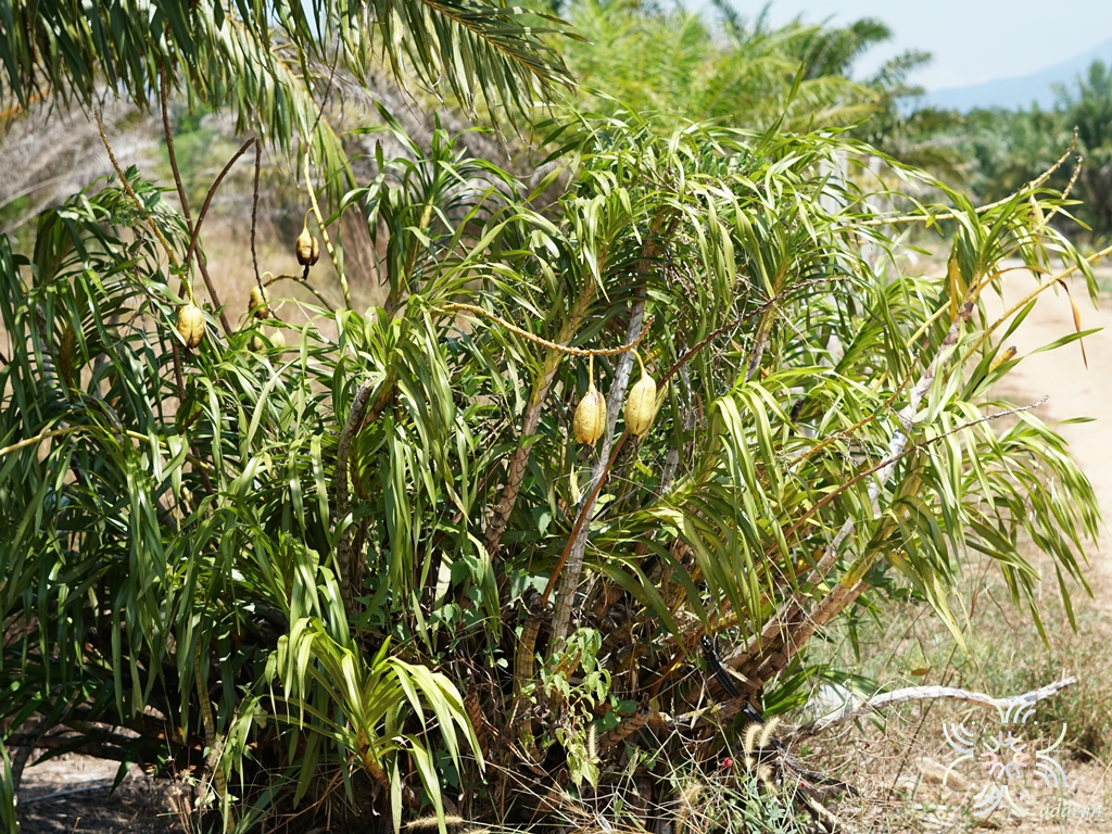 ว่านเพชรหึง Grammatophyllum speciosum Blume