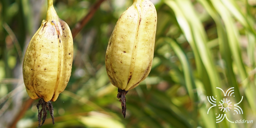 ว่านเพชรหึง Grammatophyllum speciosum Blume