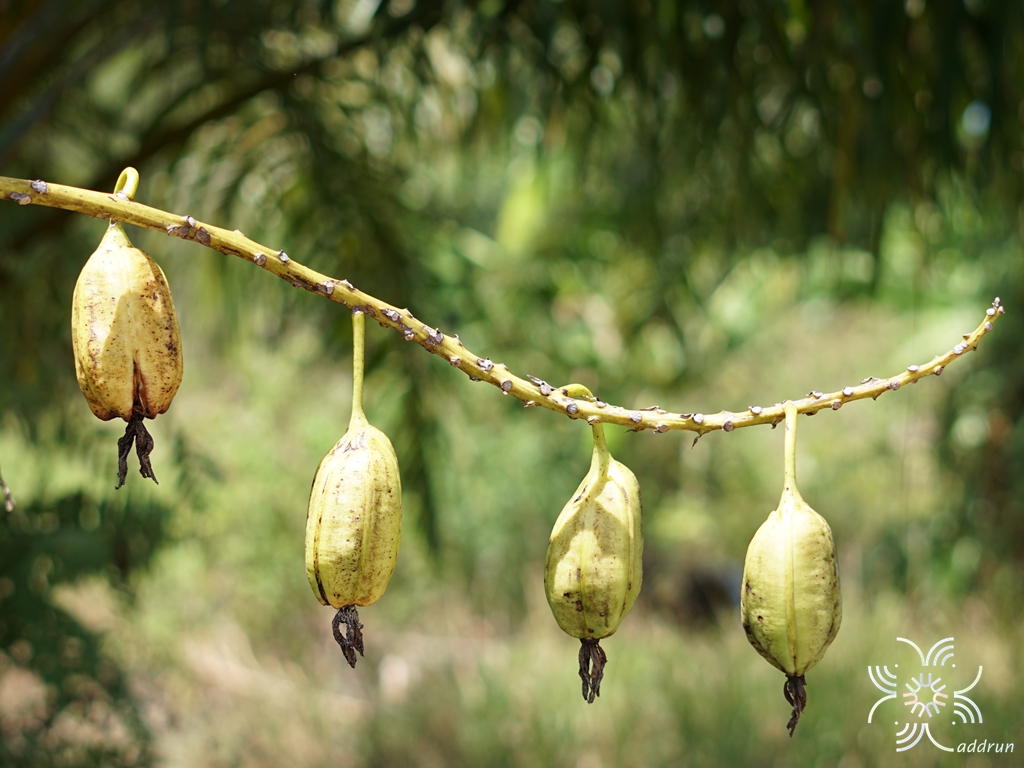 ว่านเพชรหึง Grammatophyllum speciosum Blume