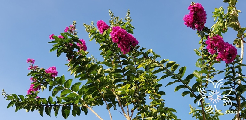 ม่วงส่าหรี Lagerstroemia hybrid