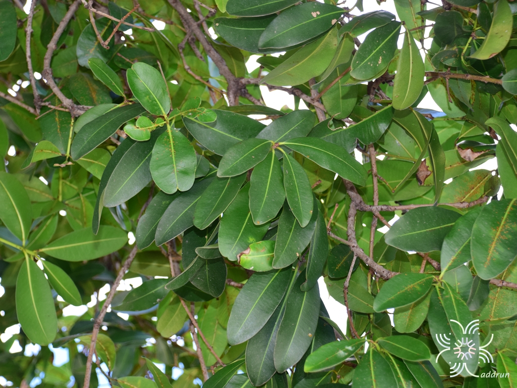 สารภี Mammea siamensis T.Anderson