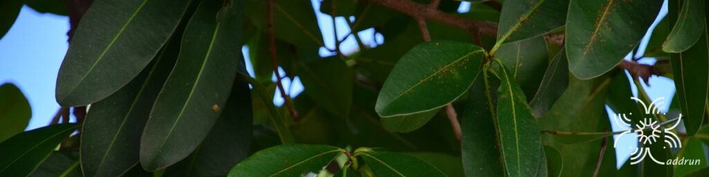 สารภี Mammea siamensis T.Anderson
