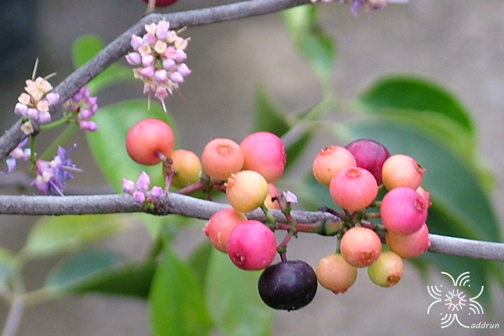 พลอง Memecylon garcinioides Blume