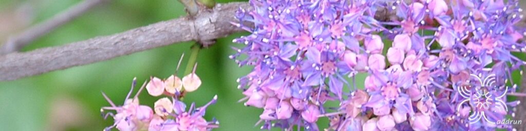 พลอง Memecylon garcinioides Blume