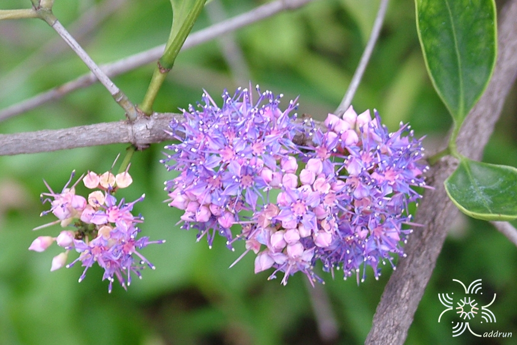 พลอง Memecylon garcinioides Blume