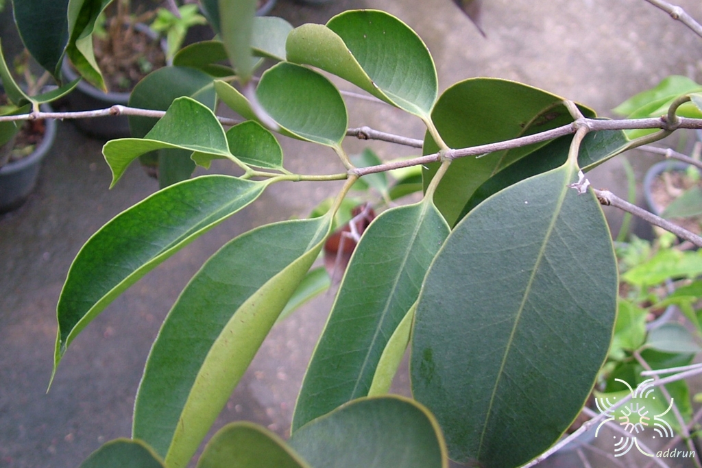 พลอง Memecylon garcinioides Blume