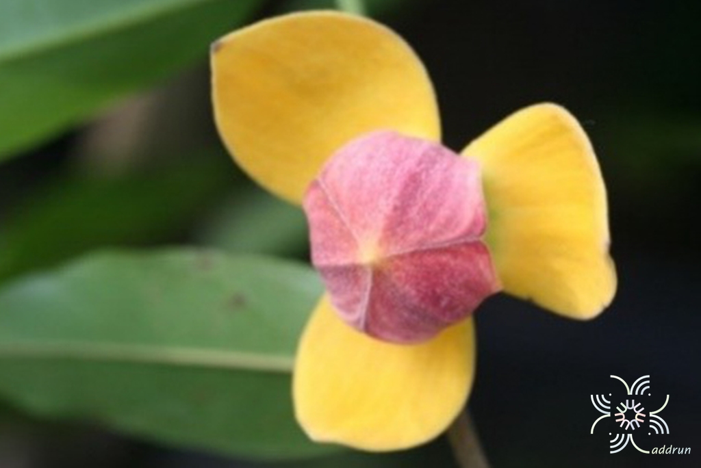 มหาพรม (กลาย) Mitrephora keithii Ridl.
