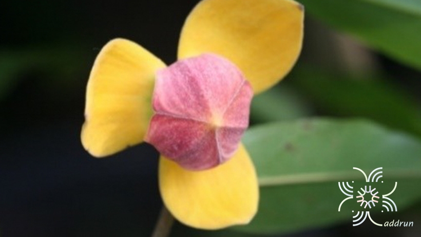 มหาพรม (กลาย) Mitrephora keithii Ridl.