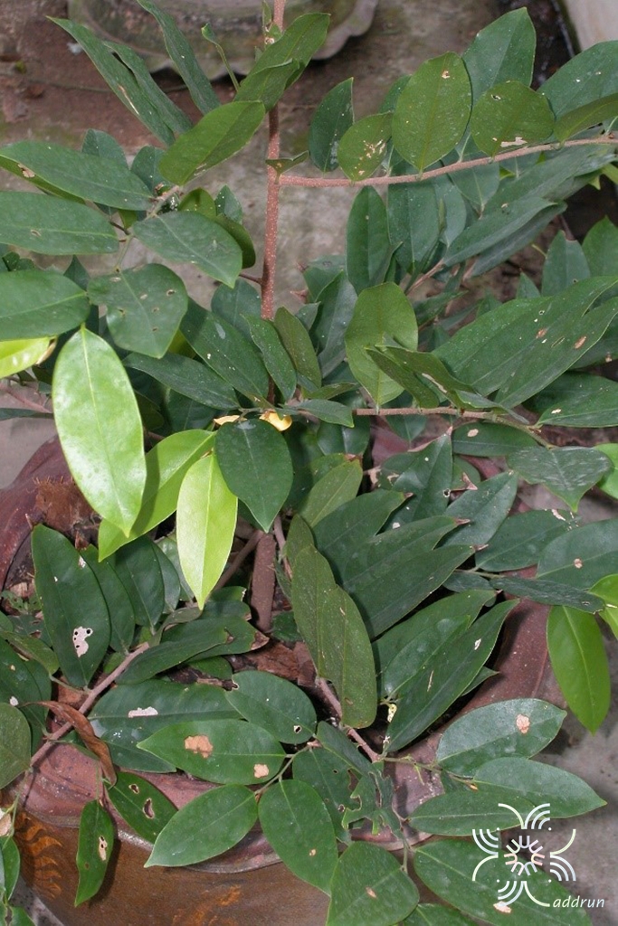 มหาพรม (กลาย) Mitrephora keithii Ridl.