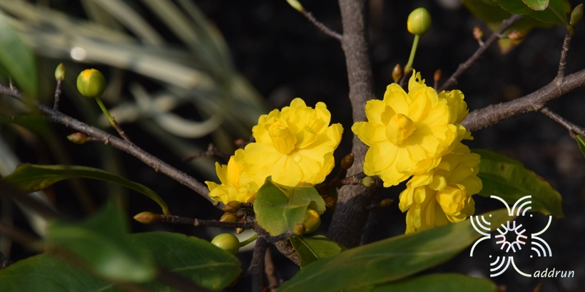 ช้างน้าว Ochna integerrima (Lour.) Merr.