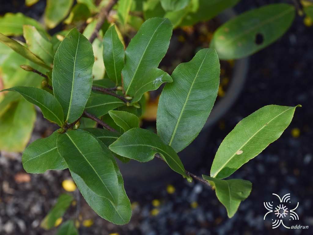 ช้างน้าว Ochna integerrima (Lour.) Merr.