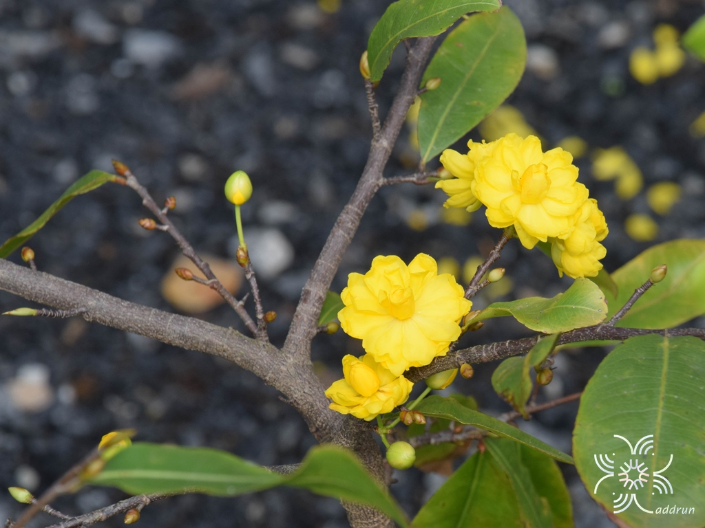 ช้างน้าว Ochna integerrima (Lour.) Merr.
