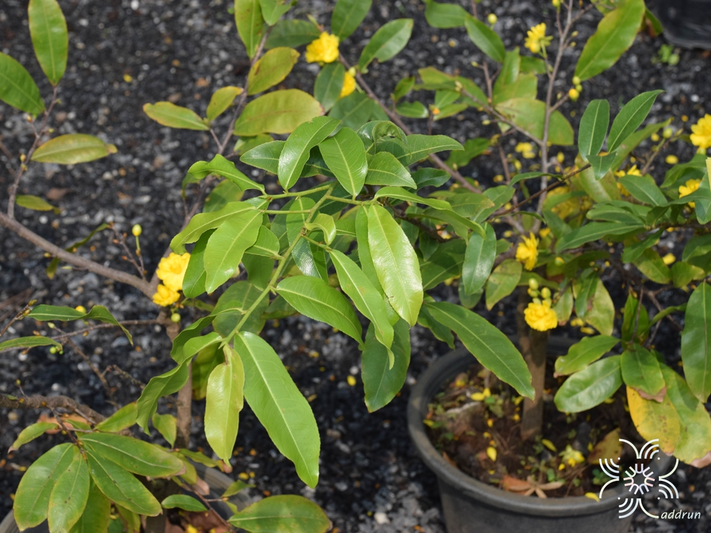ช้างน้าว Ochna integerrima (Lour.) Merr.