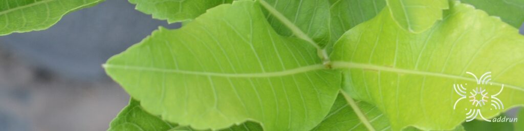 พวงครามขาว Petrea volubilis L.