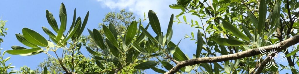 เหลืองปรีดียาธร Roseodendron donnell-smithii (Rose) Miranda