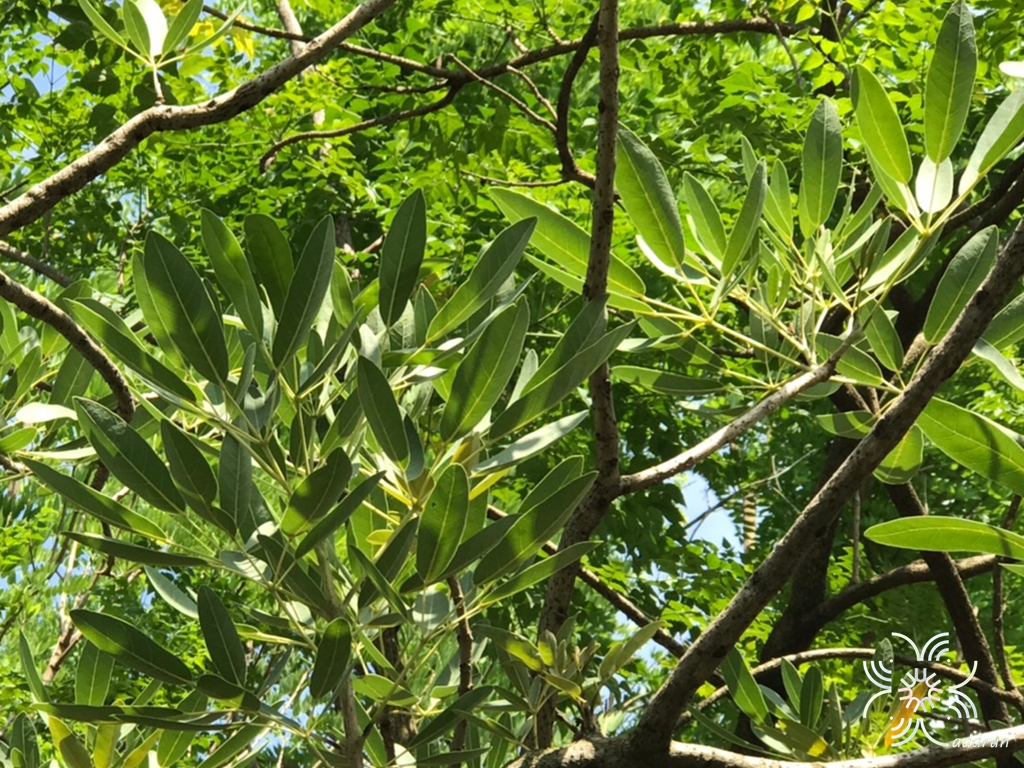 เหลืองปรีดียาธร Roseodendron donnell-smithii (Rose) Miranda