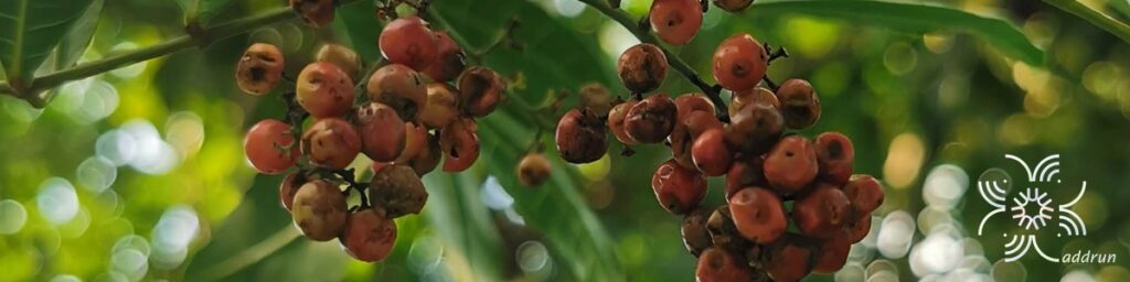 มะตูมซาอุ Schinus terebinthifolia Raddi