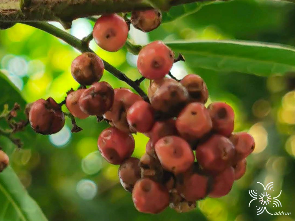 มะตูมซาอุ Schinus terebinthifolia Raddi