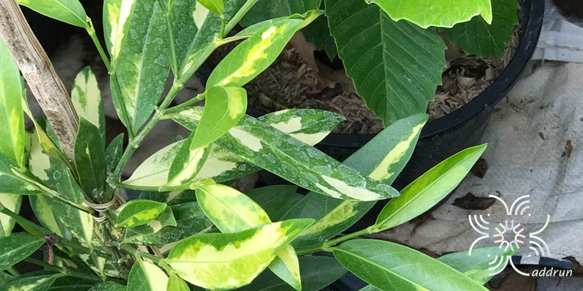 ขันทองพยาบาทด่าง Suregada multiflora (A.Juss.) Baill.