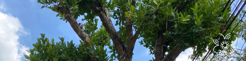 หว้า Syzygium cumini (L.) Skeels