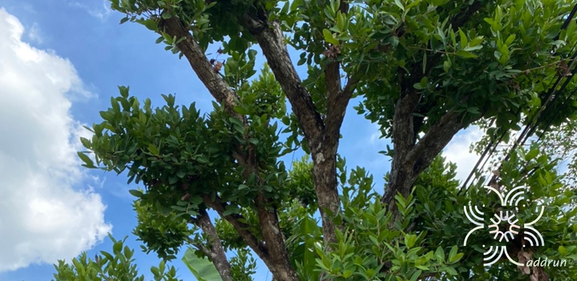 หว้า Syzygium cumini (L.) Skeels
