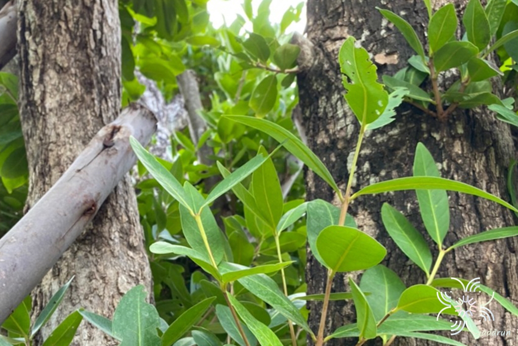 หว้า Syzygium cumini (L.) Skeels