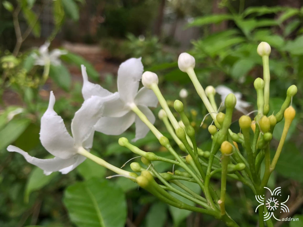 พุดกังหัน Tabernaemontana orientalis (Blume) G.Don