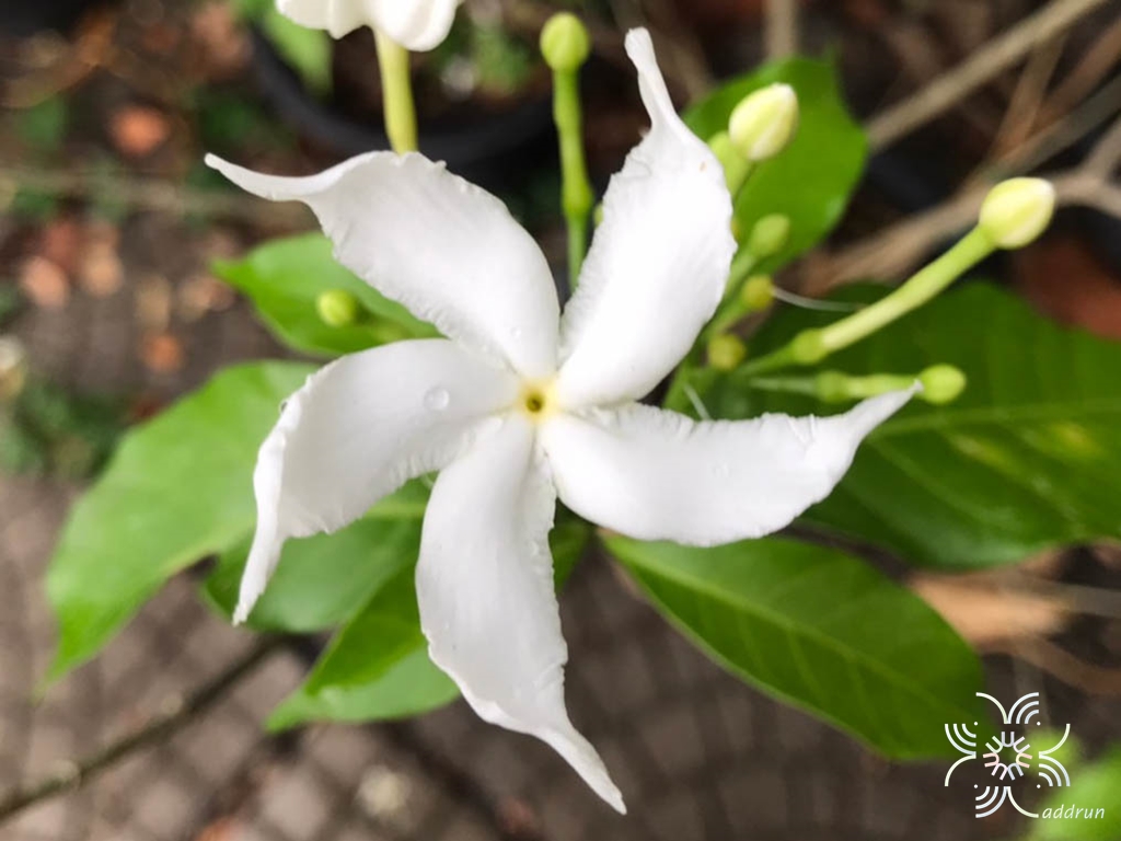 พุดกังหัน Tabernaemontana orientalis (Blume) G.Don