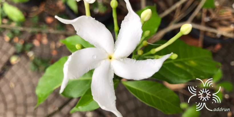 พุดกังหัน Tabernaemontana orientalis (Blume) G.Don