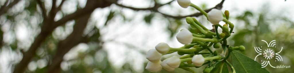 พุดฝรั่ง (พุดมาลัย) Tabernaemontana pandacaqui Lam.