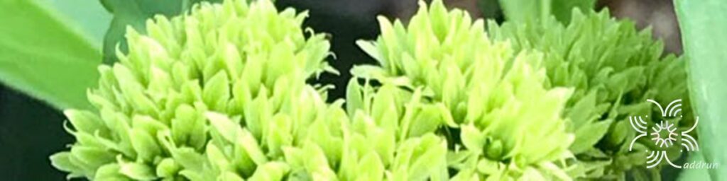 เข็มเขียว Tarenna stellulata (Hook.f.) Ridl.