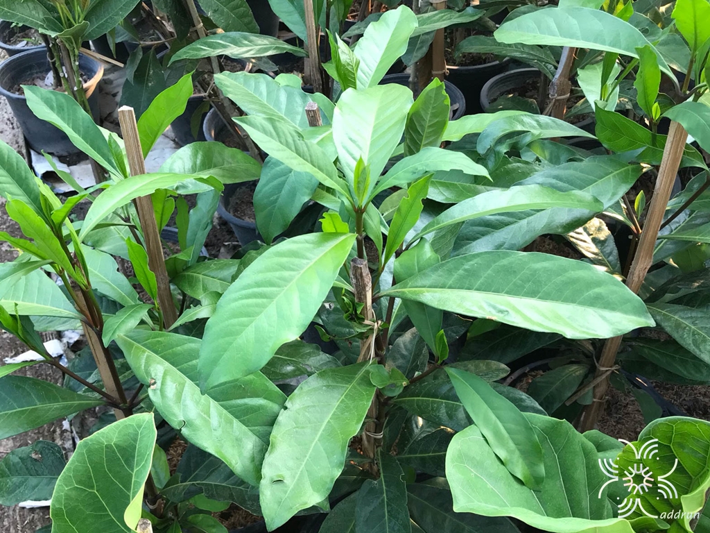เข็มเขียว Tarenna stellulata (Hook.f.) Ridl.