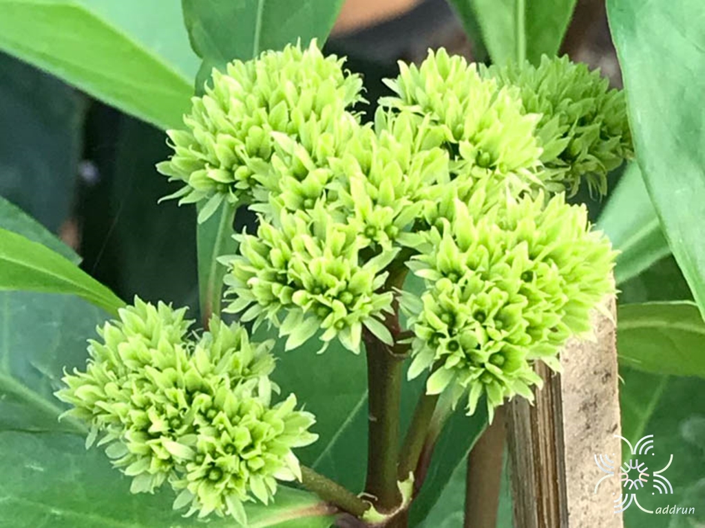 เข็มเขียว Tarenna stellulata (Hook.f.) Ridl.