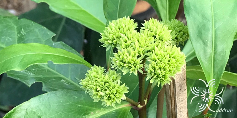 เข็มเขียว Tarenna stellulata (Hook.f.) Ridl.