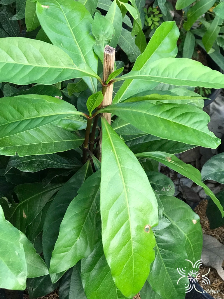 เข็มเขียว Tarenna stellulata (Hook.f.) Ridl.