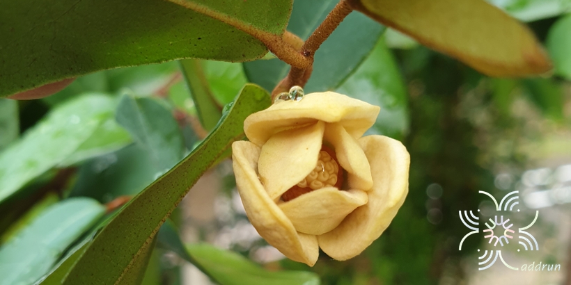 นมแมว Uvaria siamensis (Scheff.) L.L.Zhou, Y.C.F.Su & R.M.K.Saunders