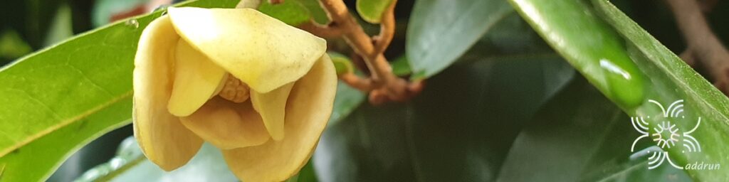 นมแมว Uvaria siamensis (Scheff.) L.L.Zhou, Y.C.F.Su & R.M.K.Saunders