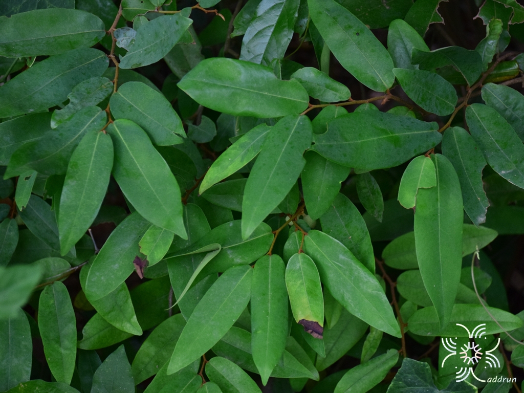 นมแมว Uvaria siamensis (Scheff.) L.L.Zhou, Y.C.F.Su & R.M.K.Saunders