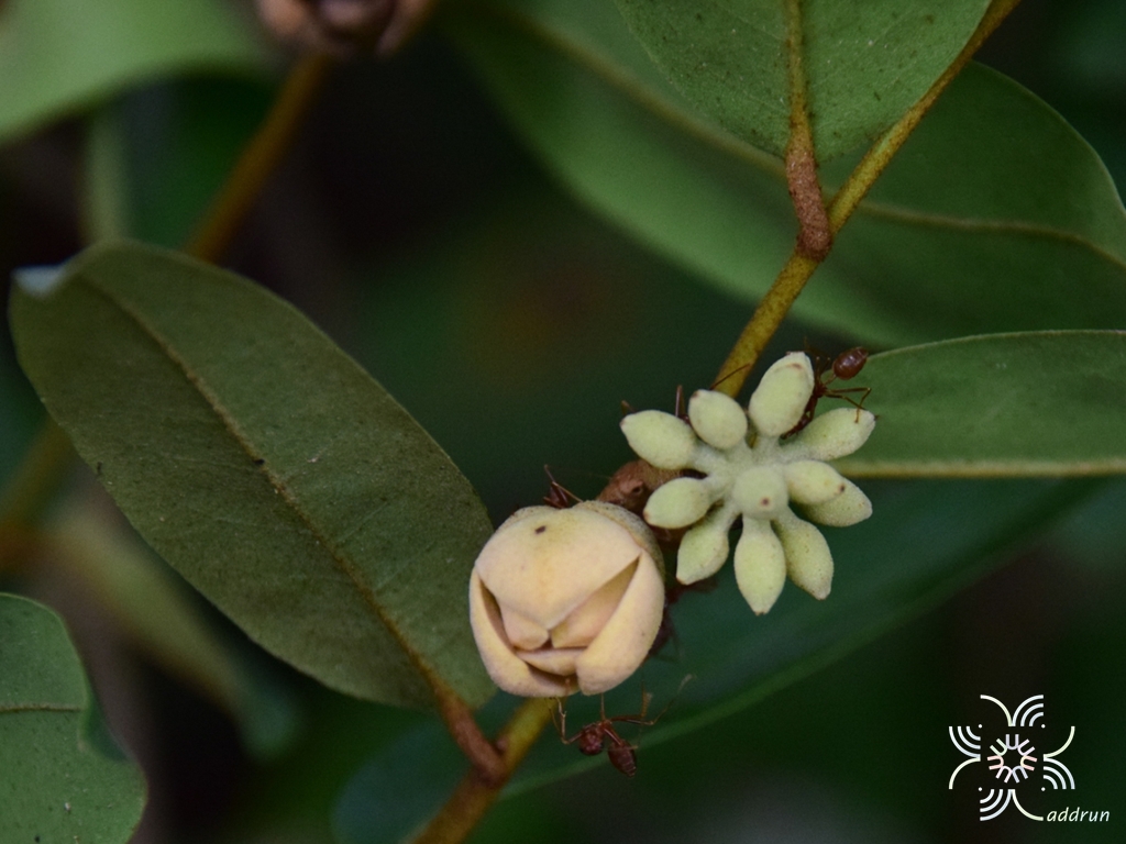 นมแมว Uvaria siamensis (Scheff.) L.L.Zhou, Y.C.F.Su & R.M.K.Saunders
