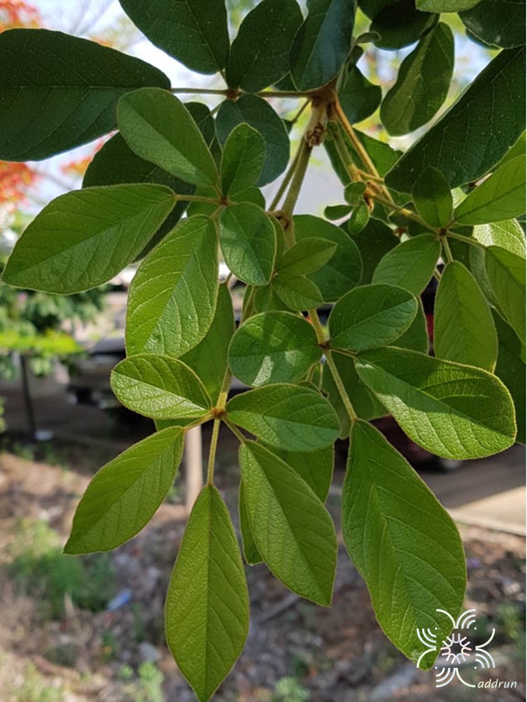 เหลืองเชียงราย Handroanthus chrysotrichus (Mart. ex DC.) Mattos