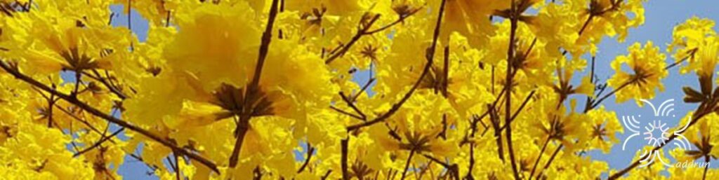 เหลืองเชียงราย Handroanthus chrysotrichus (Mart. ex DC.) Mattos